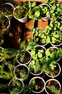 矮小植物摄影照片_专注于矮小的植物