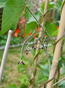小红花菜豆从藤蔓开始生长