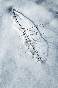 在雪上遮挡干燥的植物