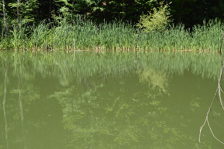 森林湖泊或沼泽中的泥水，河岸上长满了草