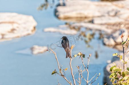 沙燕摄影照片_纳米比亚北部水坑中的叉尾卷尾燕
