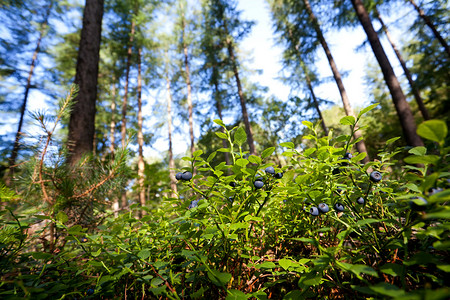 森林中有蓝莓果实的灌木