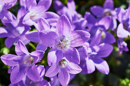 一束紫色的风铃草花