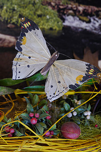 蘑菇和浆果背景下带黑色尖端的白色翅膀飞蛾