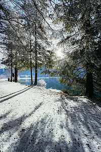 在自然中的晴朗的冬天风景：小径、多雪的树、阳光和蓝天