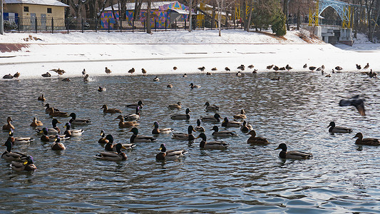 公园池塘里的一群鸭子和鸽子