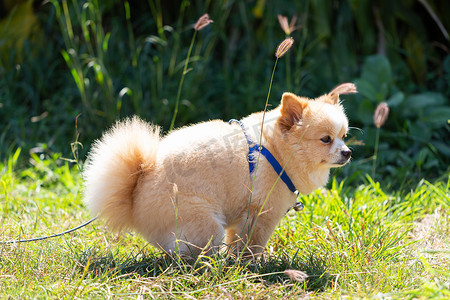 狗在草坪上排便