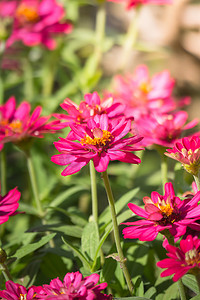 花朵春天绿色摄影照片_五颜六色的花朵的背景图片