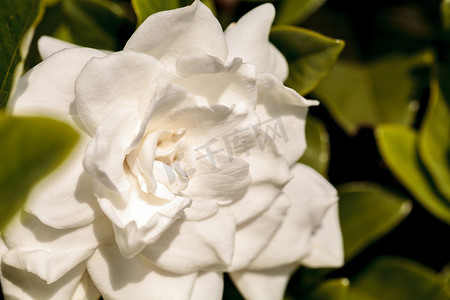 白色栀子花在花园里绽放