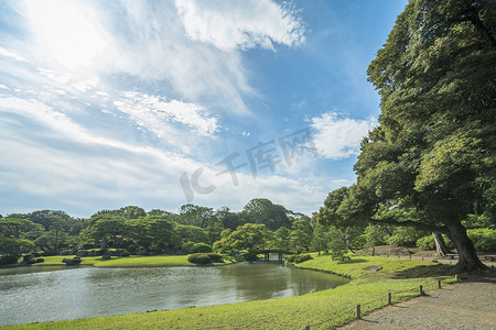 手绘大闸蟹摄影照片_池塘周围的大松树，小岛上有一座木桥