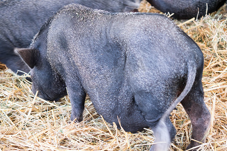 肥黑的猪吃着怀孕了