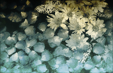 藤蔓植物花卉摄影照片_垃圾花卉抽象背景