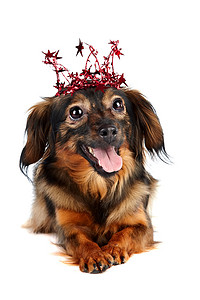 装饰可爱皇冠摄影照片_带星星的皇冠上的装饰狗