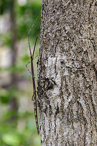 一只暹罗巨型竹节虫在树上的图像。