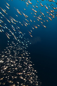 海底鱼背景摄影照片_红海中的金色清扫鱼 (parapriacanthus ransonneti)。