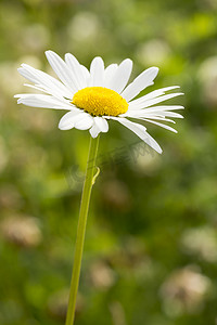 野百合摄影照片_牛眼菊花特写