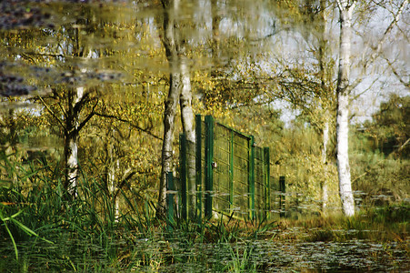 悬浮颗粒摄影照片_池塘中的桦树倒影