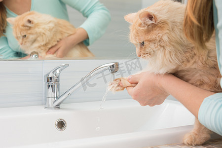一个女孩在浴室的洗脸盆混合器的水流下洗猫爪