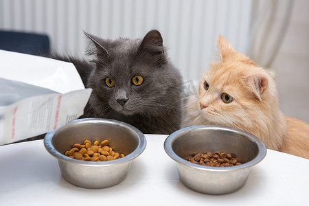 两只猫不耐烦地看着碗里的食物