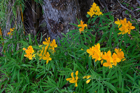 百合摄影照片_秘鲁百合 Alstroemeria aurea 在 Conguillio 国家公园开花。