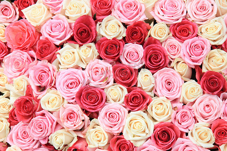 白色和粉色玫瑰的排列