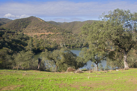 橄榄树环绕着大湖、绿草和小山。