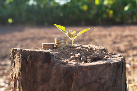 地上堆硬币的死树，用于发展商业金融
