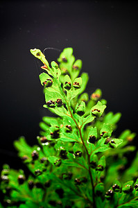 蕨类树叶摄影照片_带孢子的小蕨叶
