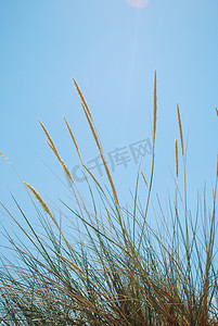 在一个热带海滩的芦苇草背景
