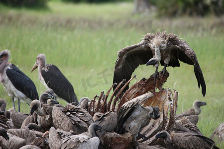 格里芬摄影照片_野生格里芬秃鹰非洲大草原肯尼亚危险鸟