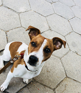 杰克罗素狗宠物白色和棕色皮带