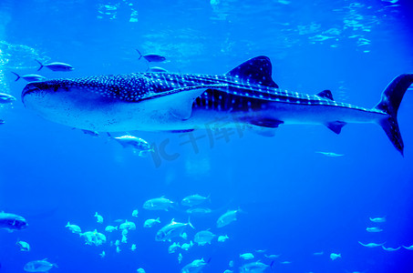 亚特兰大摄影照片_鲸鲨在水族馆里游泳，人们在观察