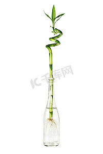 玻璃瓶中的绿竹