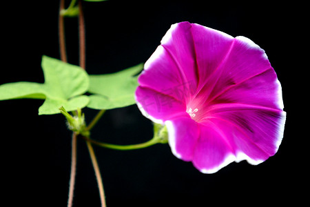 植物，牵牛花，