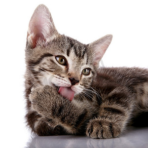 一只小猫舔爪子的肖像