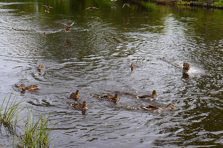 一群野鸭坐在湖面上飞翔，水面泛起涟漪