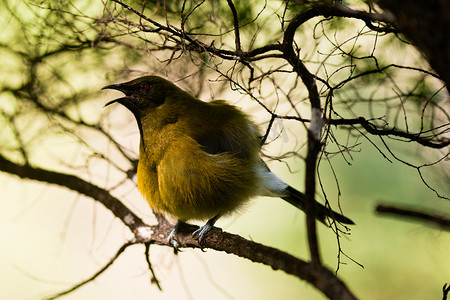 地方性新西兰铃鸟，Anthornis melanura