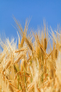 小麦麦穗摄影照片_成熟麦穗