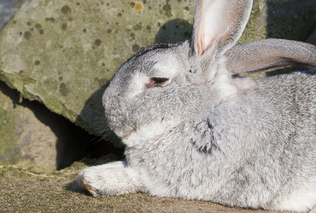 纯种兔子比利时巨人在阳光下休息