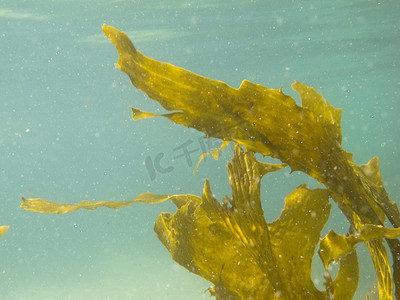 水下拍摄摄影照片_海藻植物浮叶的水下拍摄