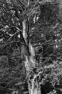 天空和树枝摄影照片_一棵大树的黑白照片，有许多树枝和结。