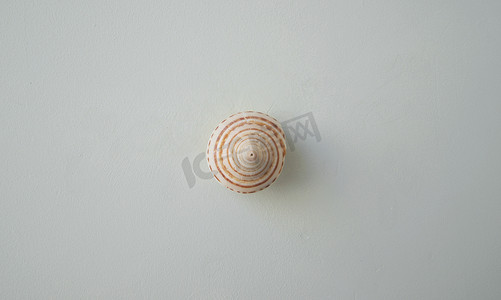 海贝壳装饰