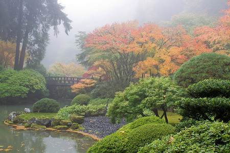 整齐灌木摄影照片_池塘边日本花园的雾蒙蒙的早晨