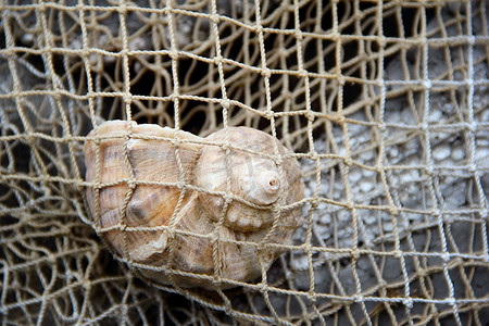 通用贝壳在渔网中。