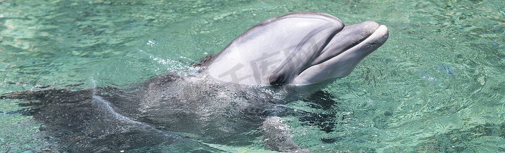 朋友诈骗摄影照片_在以色列城市埃拉特游泳的海豚