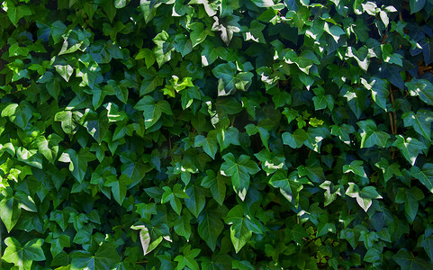 绿色常春藤叶子墙壁，夏天