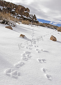 加州毕晓普鱼泥路上雪地上的鹿印