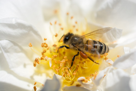 蜜蜂以花粉为食