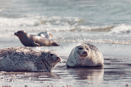 环斑海豹摄影照片_德国黑尔戈兰斑海豹