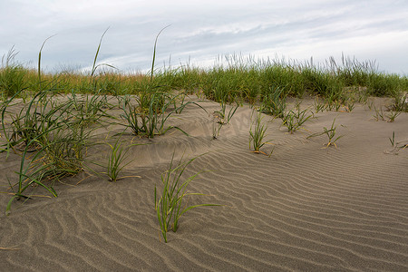 华盛顿海岸长满草的沙滩